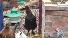 hi 
    the girls out of their run gertrude at the back wondering
   where the divvi with the worms has gone