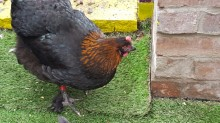 hi
   this is my copper black maran gertrude shes a darling nice 
feathered legs she is still young but i am looking forward to her first egg she is so easy going if there is such a thing then she is
a cool chick