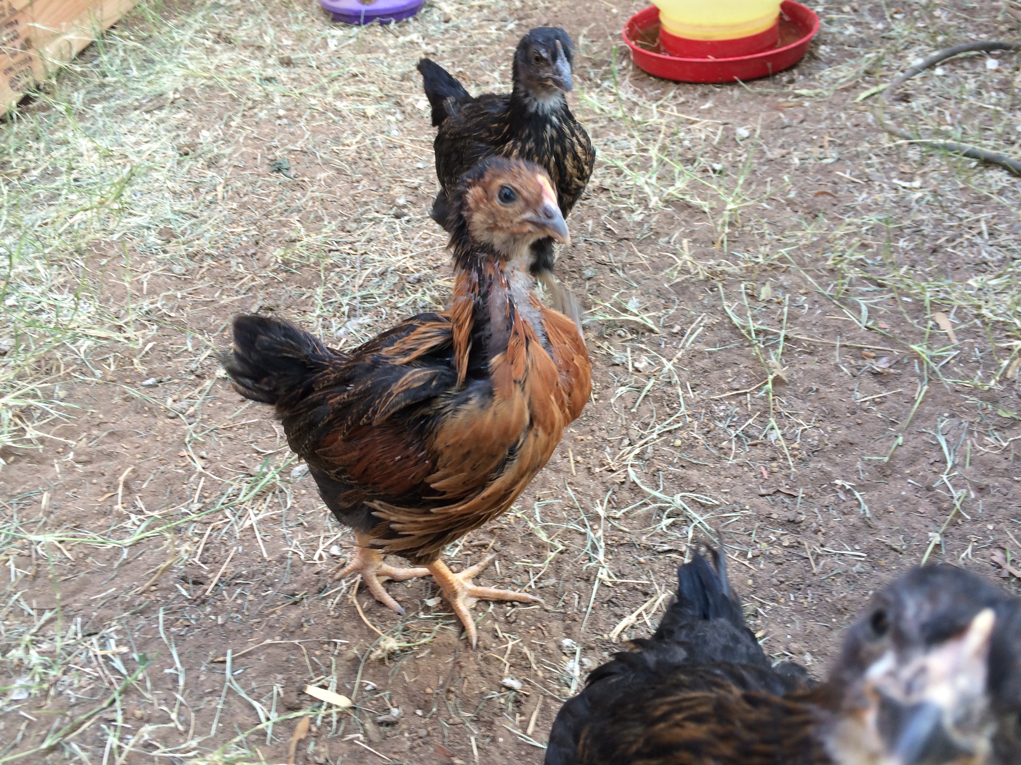 Hi what are you doing in our coop.
