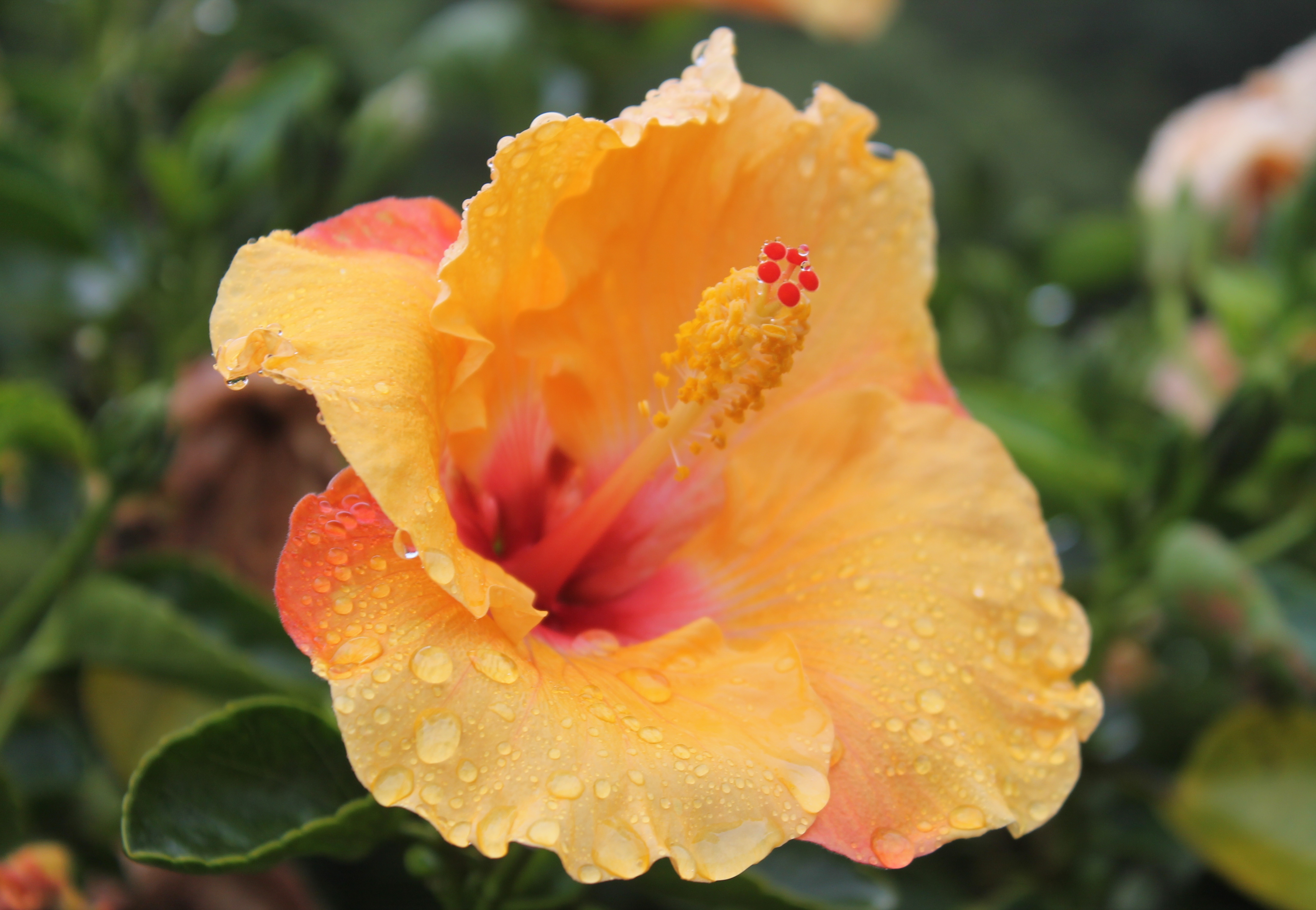 Hibiscus