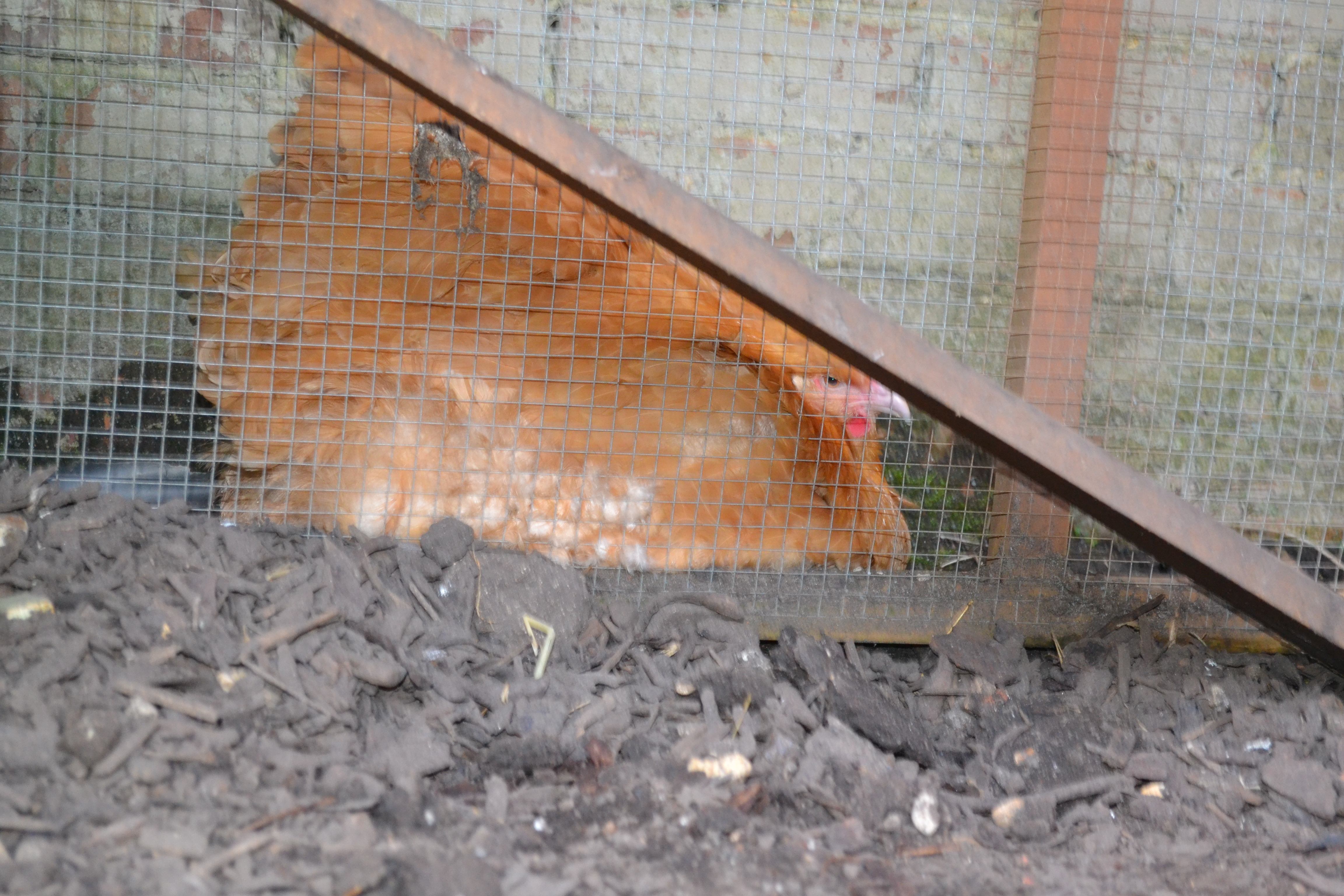 Hiding from our other hen on her first day home!