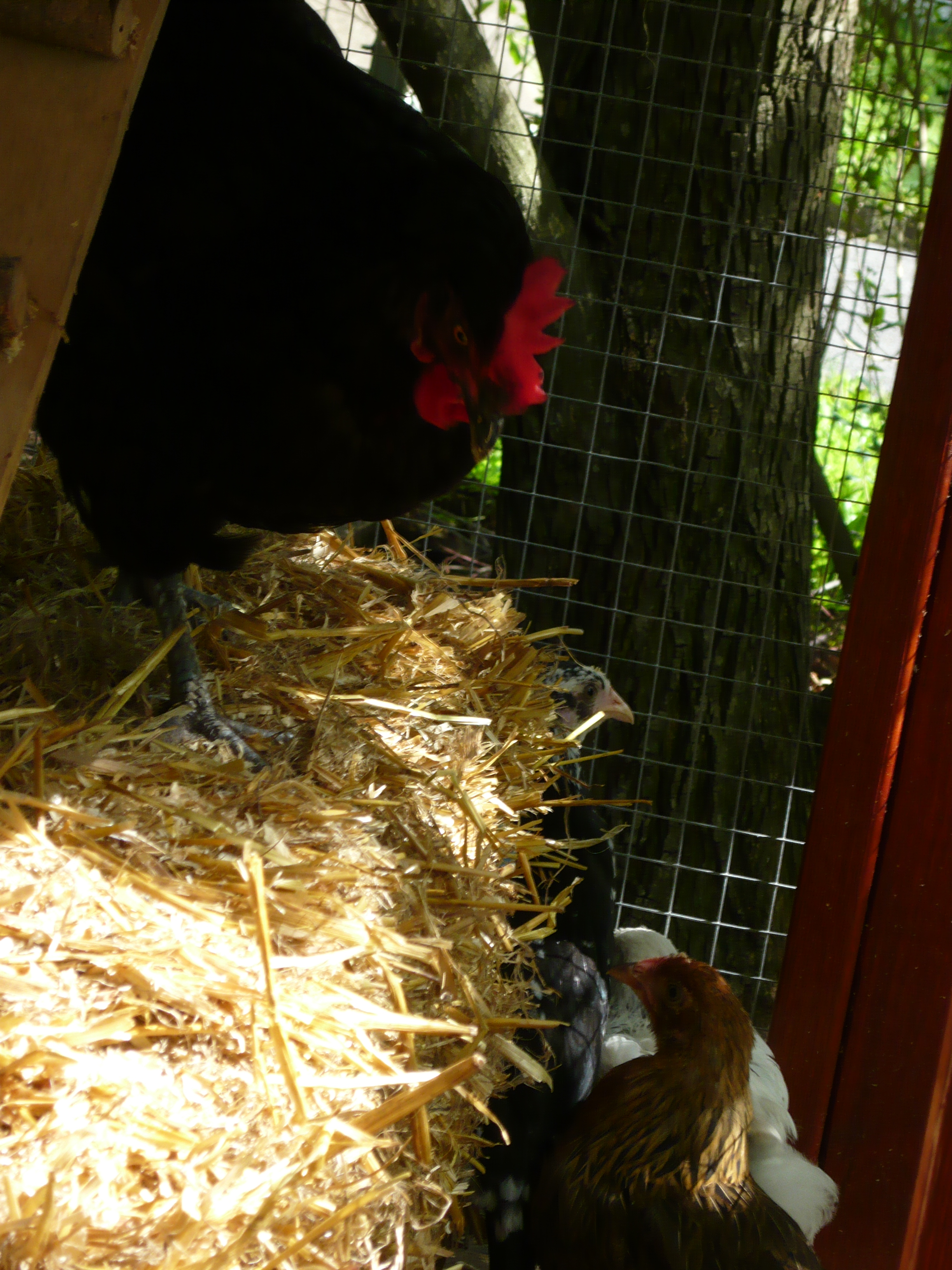 Hiding from the big chook.