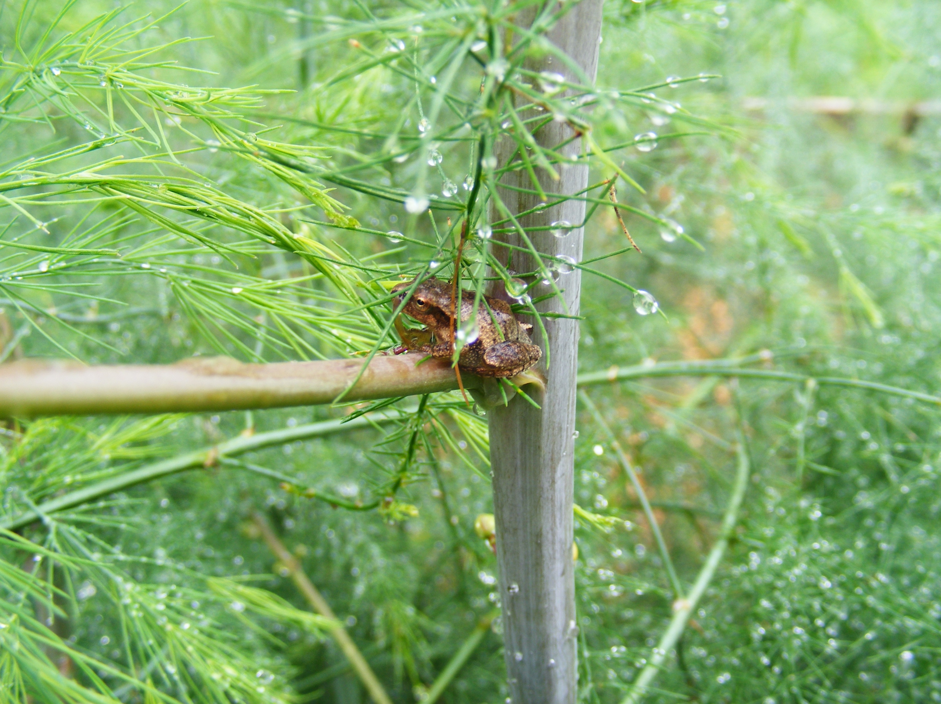 hiding in the asparagus..