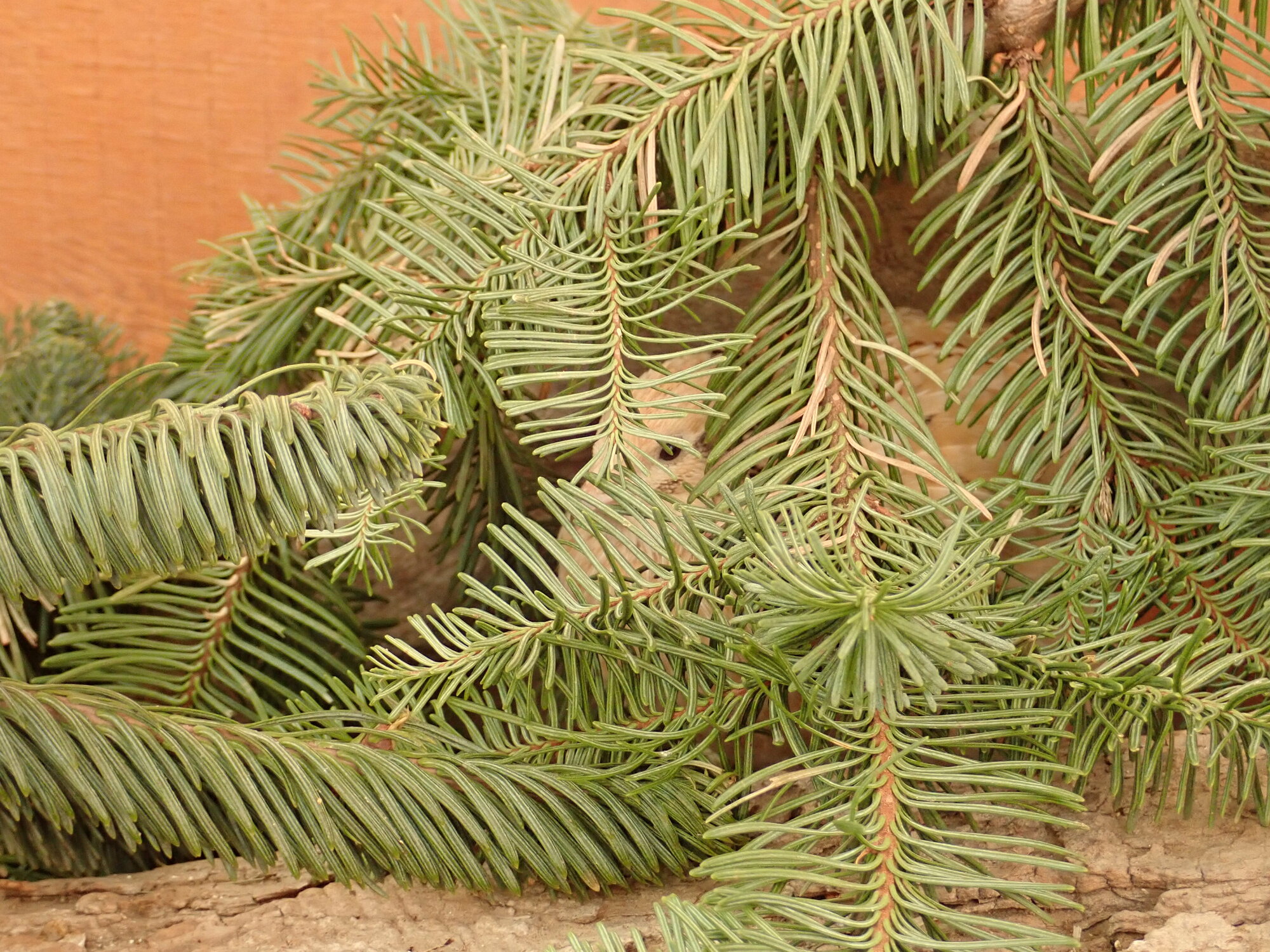 Hiding in the Boughs