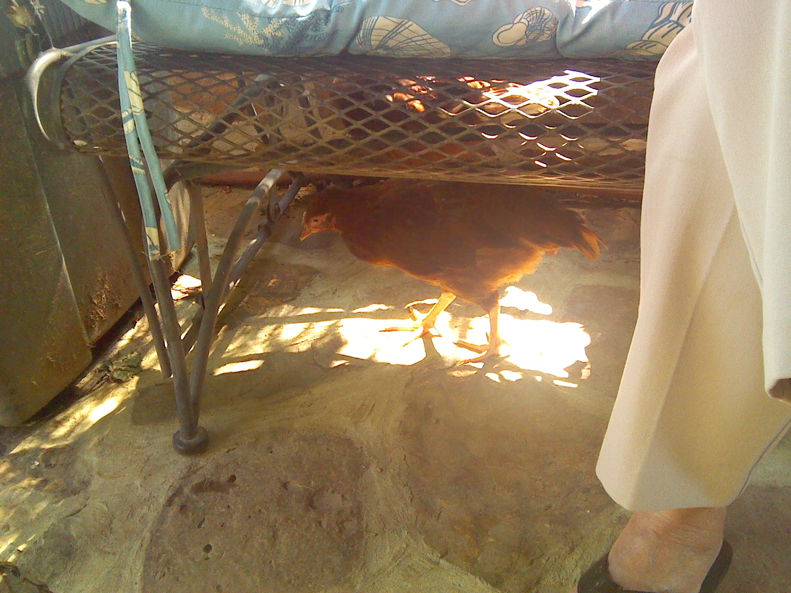 hiding under the rocker