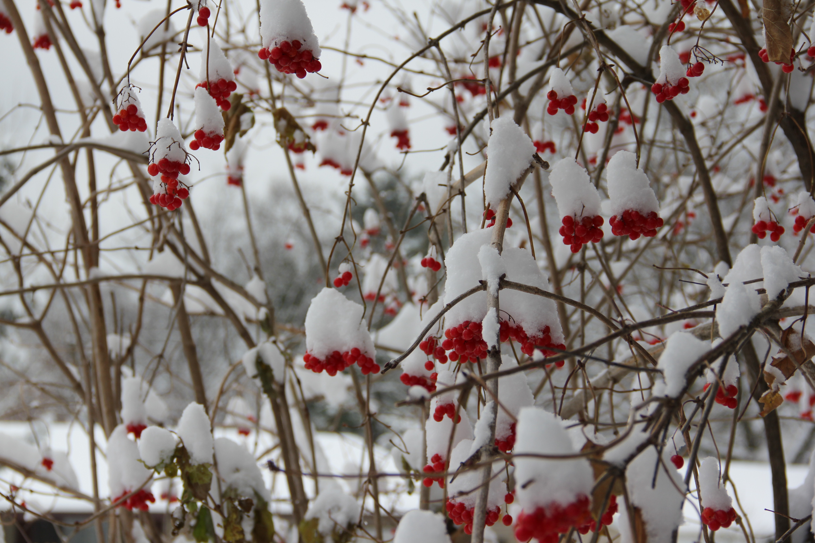 High Bush Cranberries after a beautiful snow fall Nov. 2013.