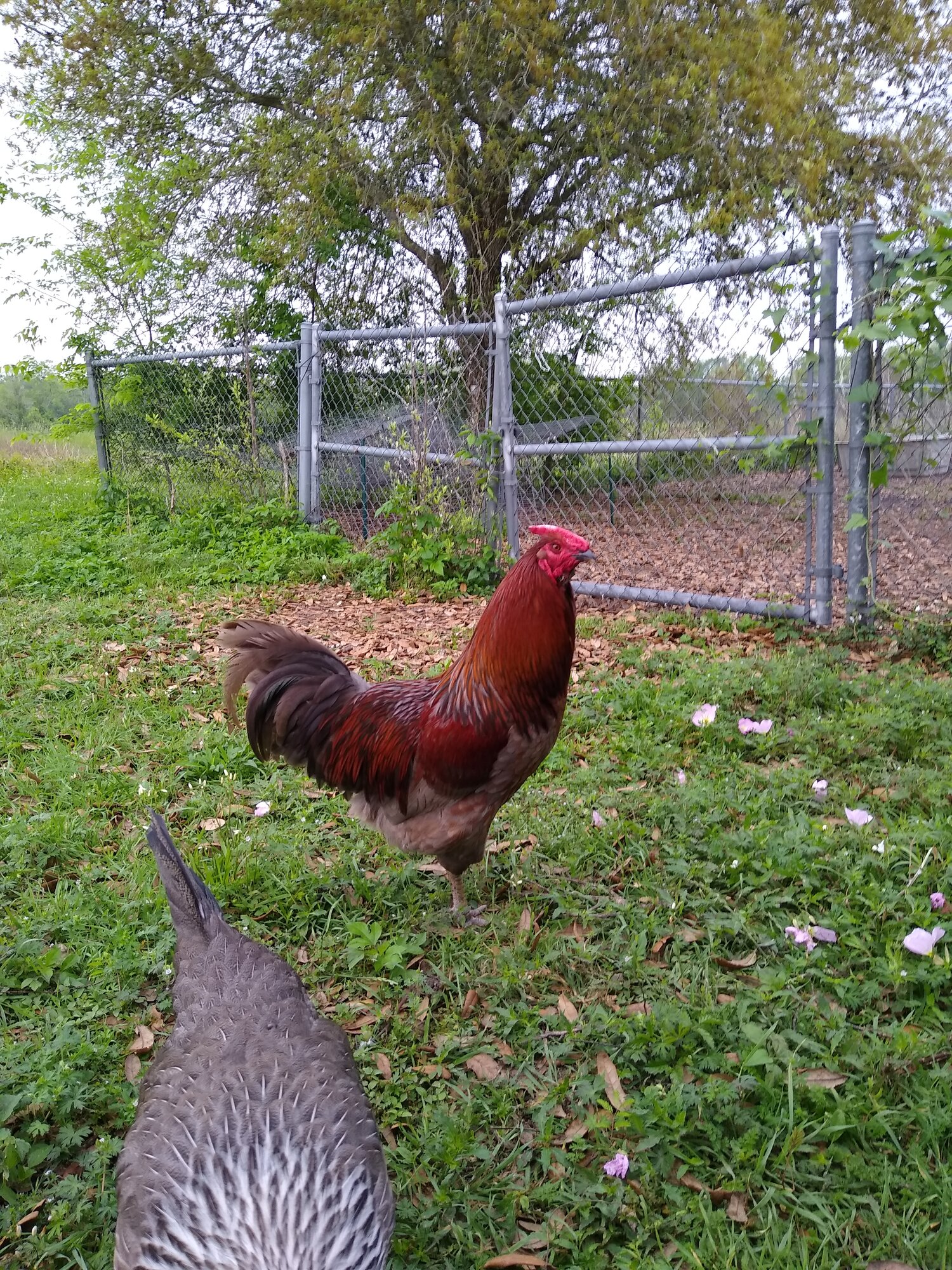 High Jump rooster