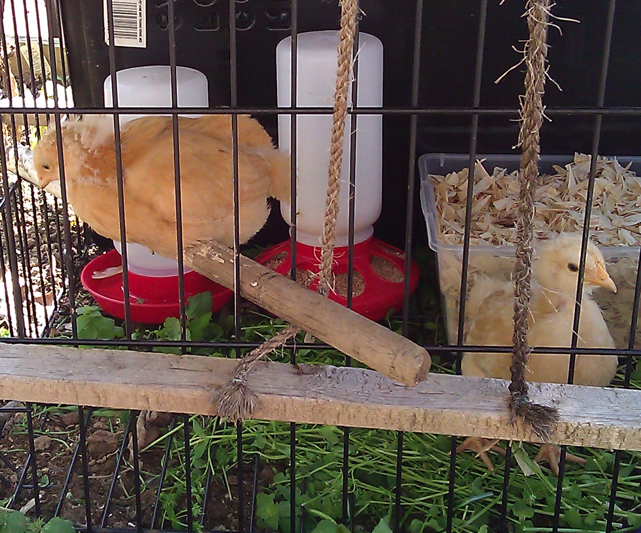 Hilda on perch, Edith is on the ground. Named after my grandmother and greatgrandmother.
