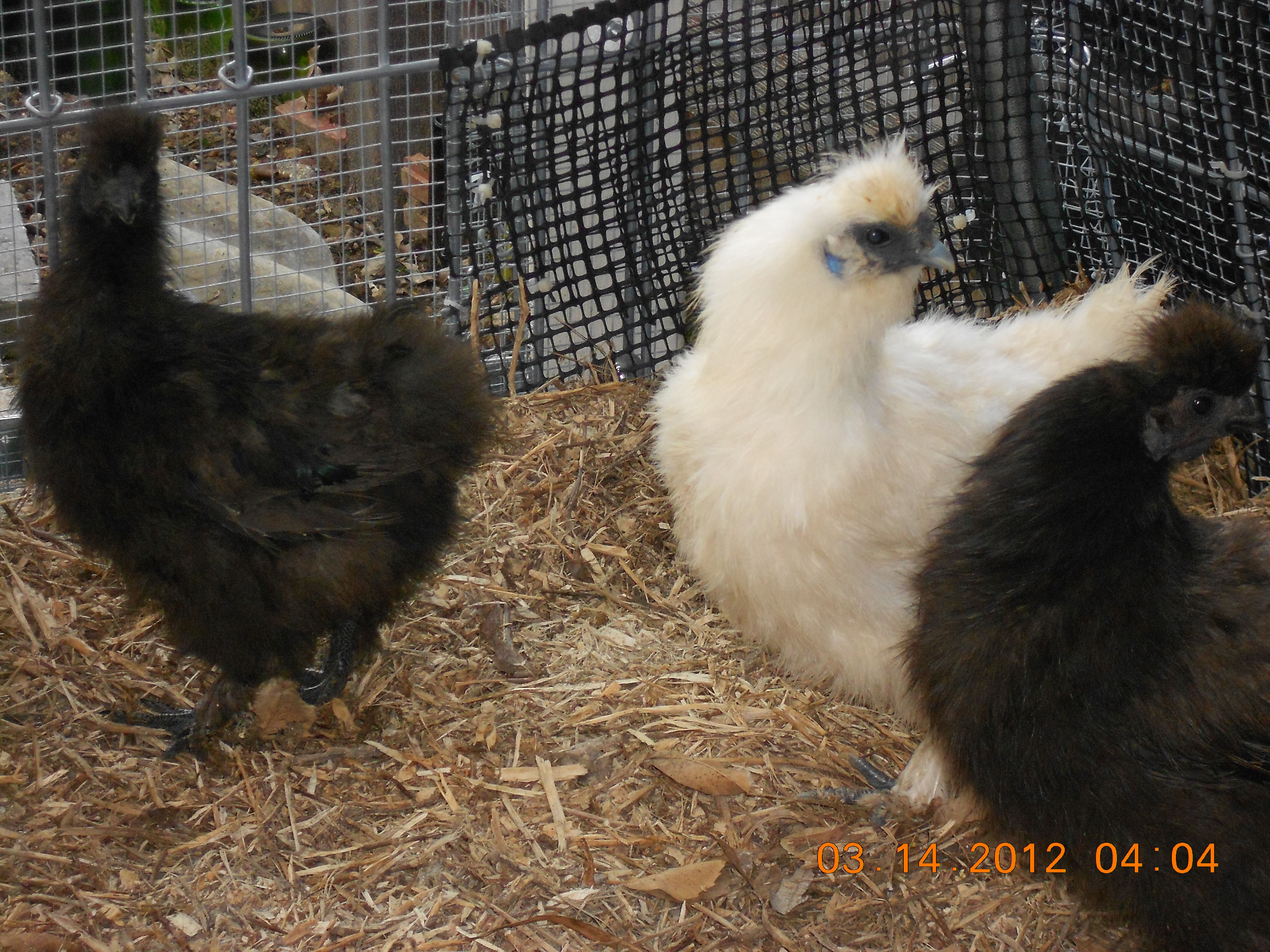 Hillary to the left, Eleanor in the middle and Jacqueline to the right. DSCN0069.JPG