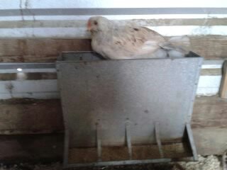 Hinky the Cossbeak's solution to deep dish eating!