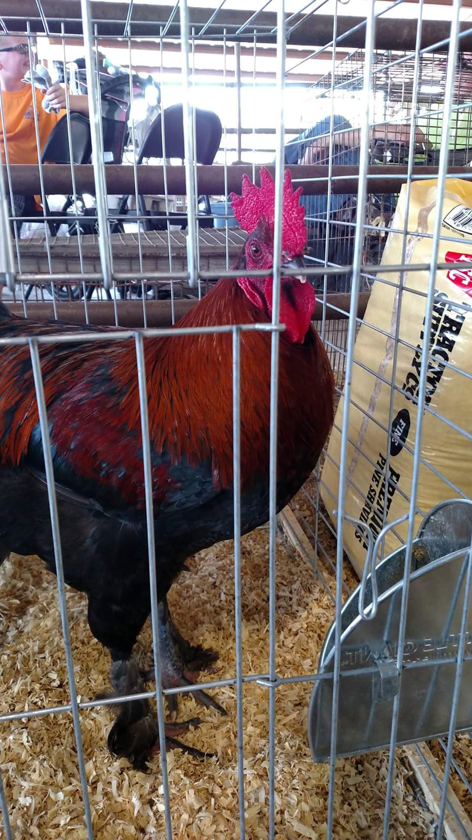 His Majesty, "Roaster"