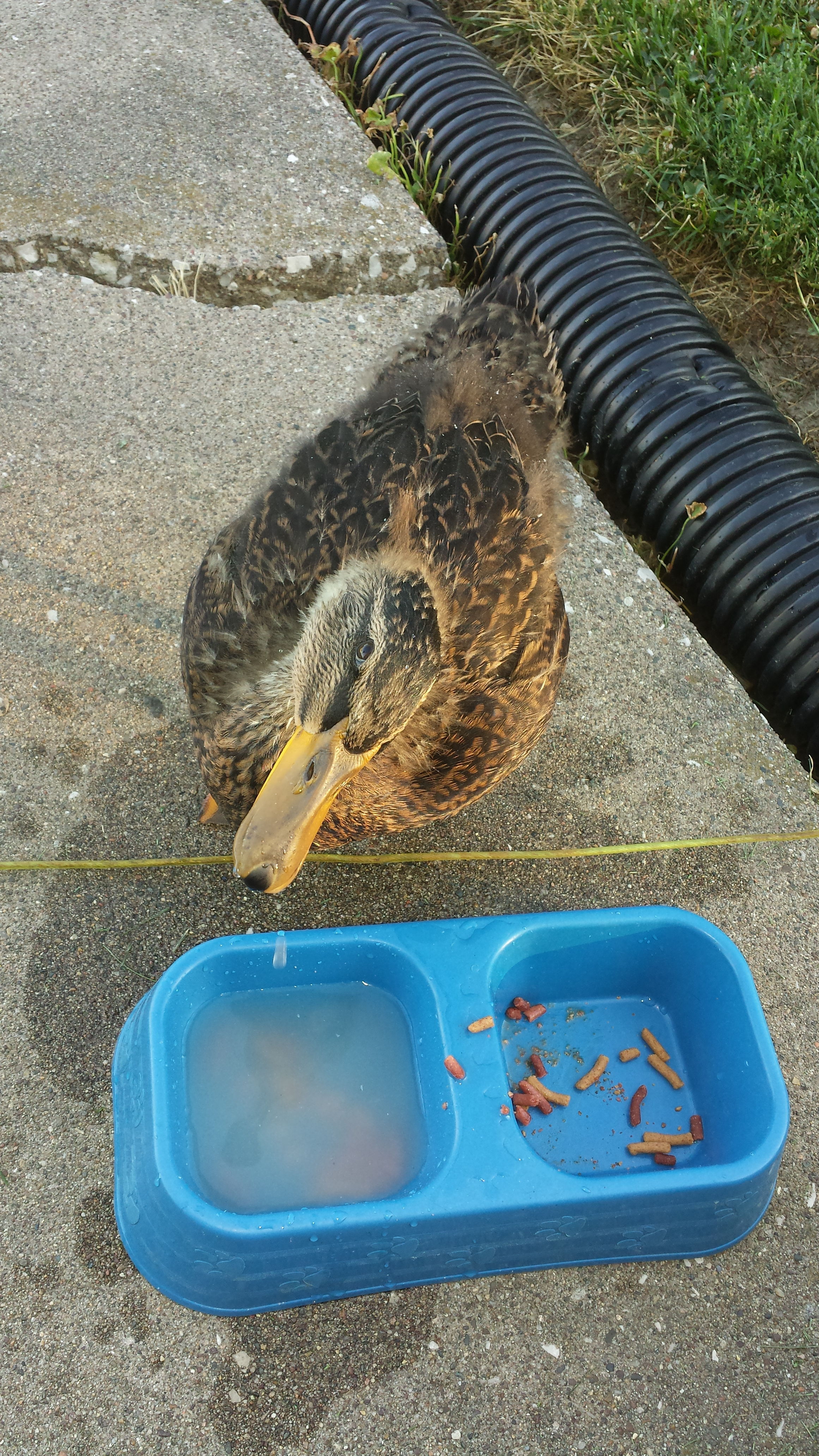 His morning snack