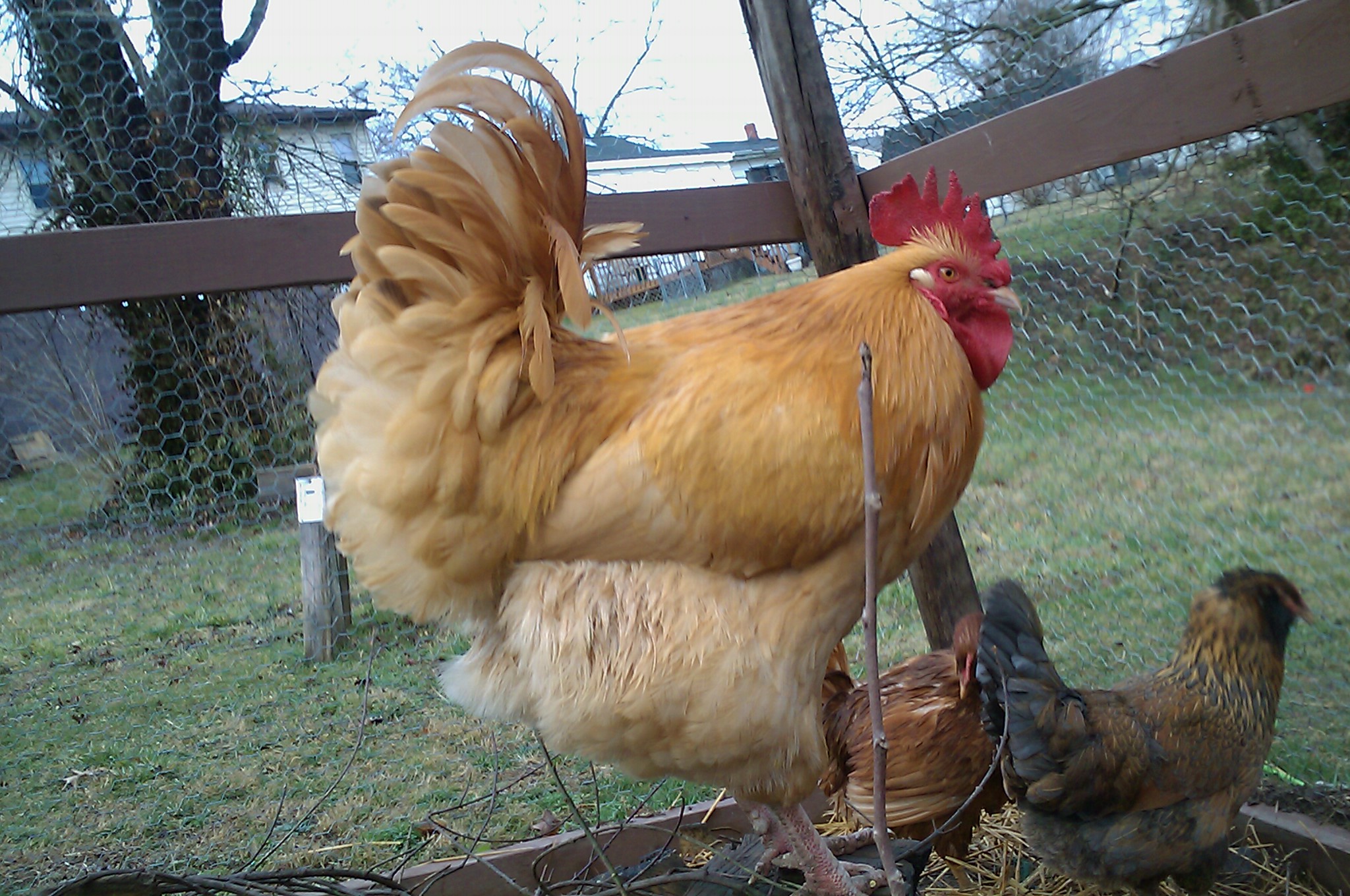 his name is frank pendragon  he is a buff