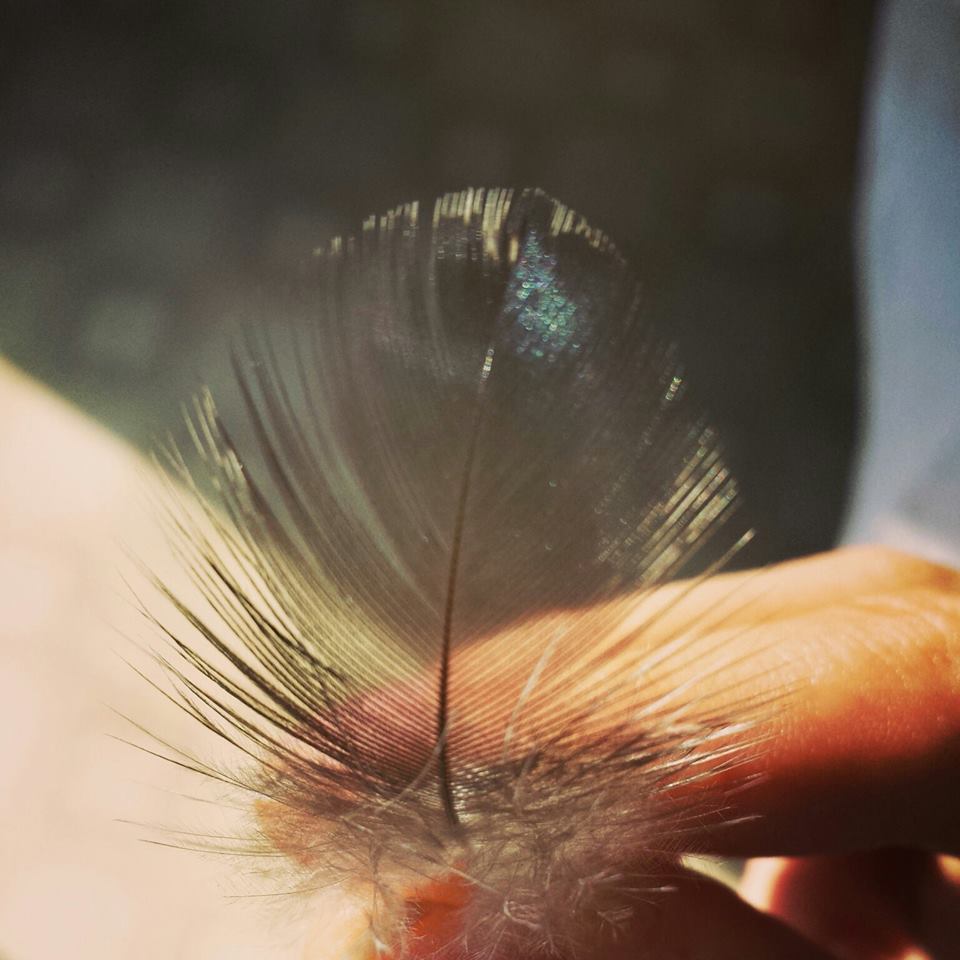 *
his tummy feather