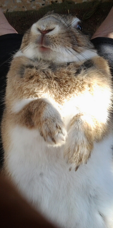 His underbelly colorings. Told my daughter he looks like a groundhog from this angle.