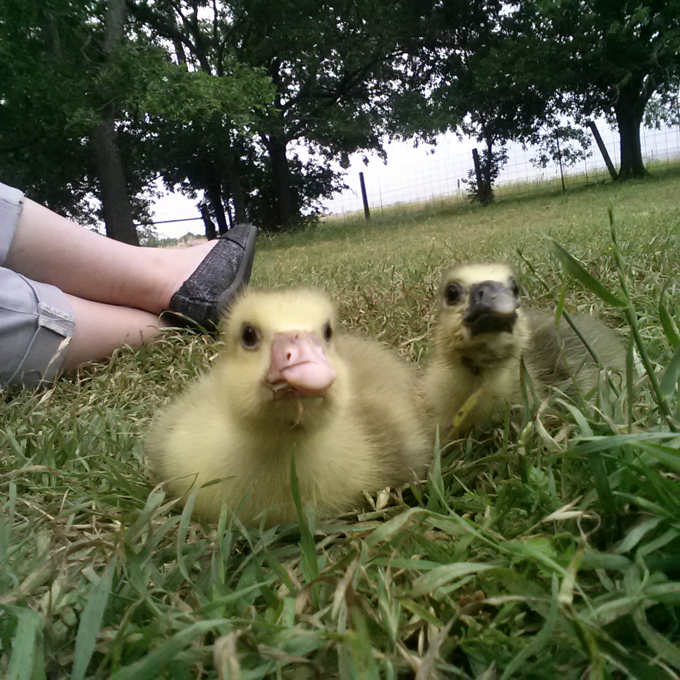 Hissing at the camera.