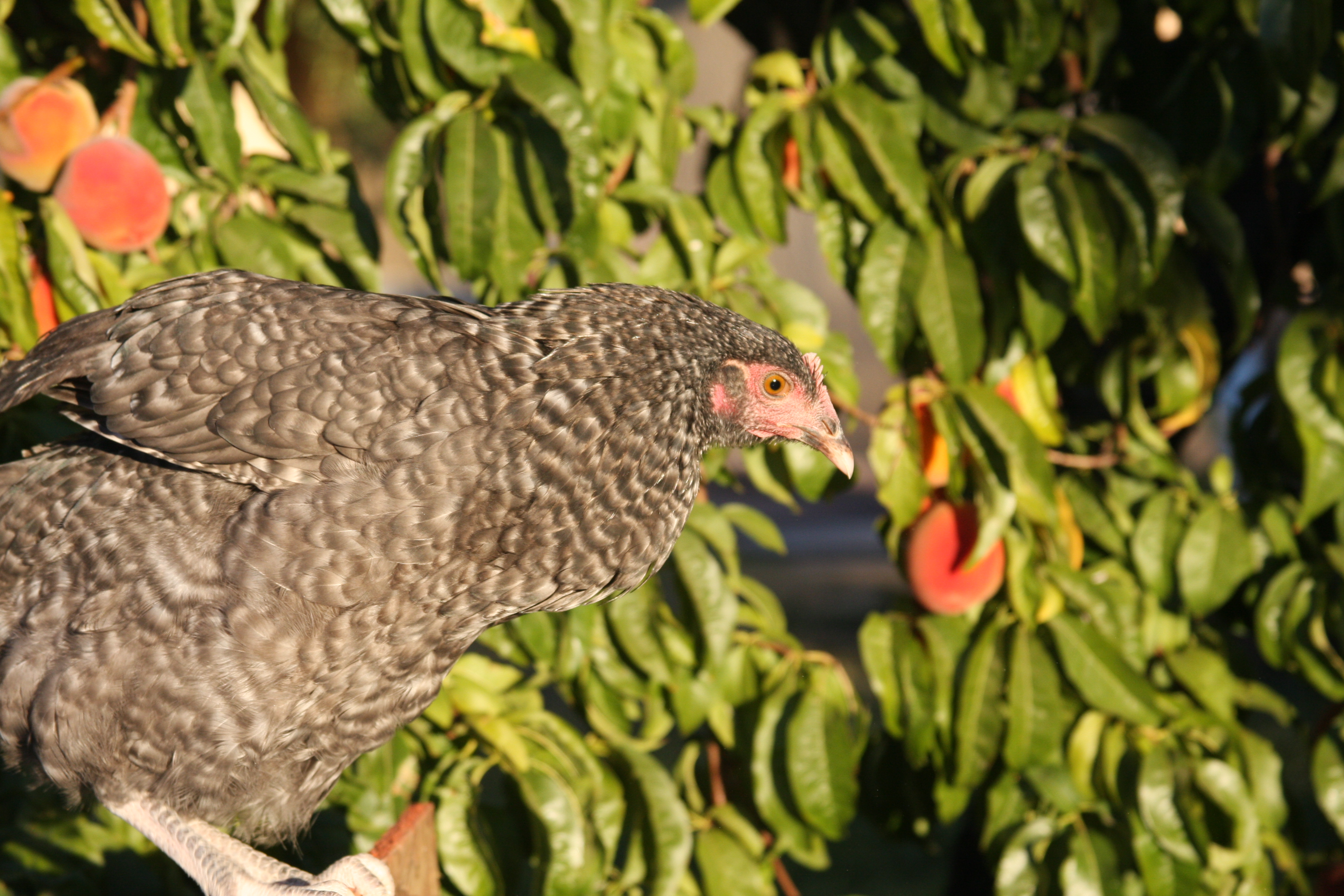 HMMM.....Considering a peach on the peach tree