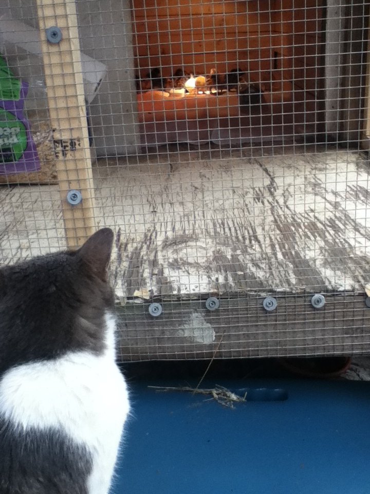 Hmmmmm whats this????  Shoo kitty  ... not yours!