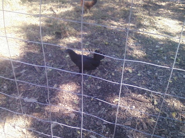 Hmong Chicken (jungle fowl version)