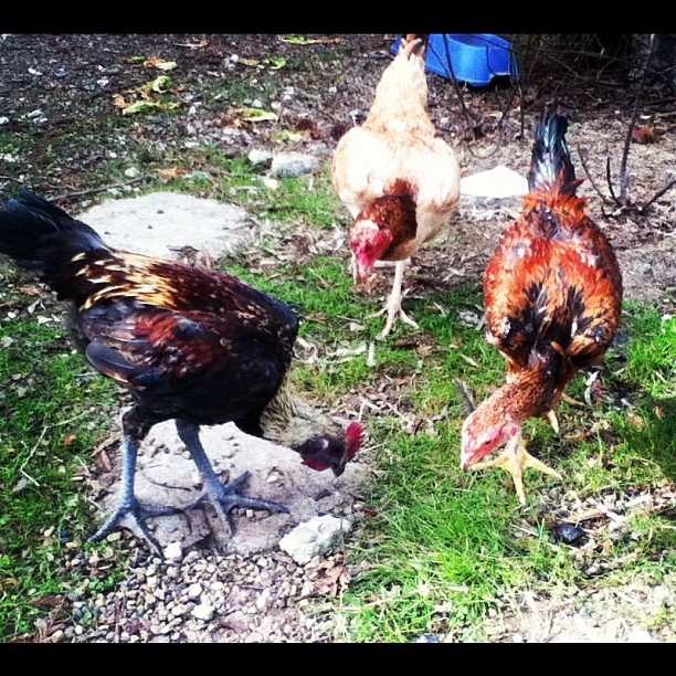 Hmong Chicken