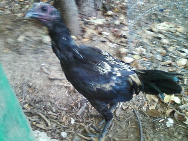 Hmong Cockerel. 5.5 months