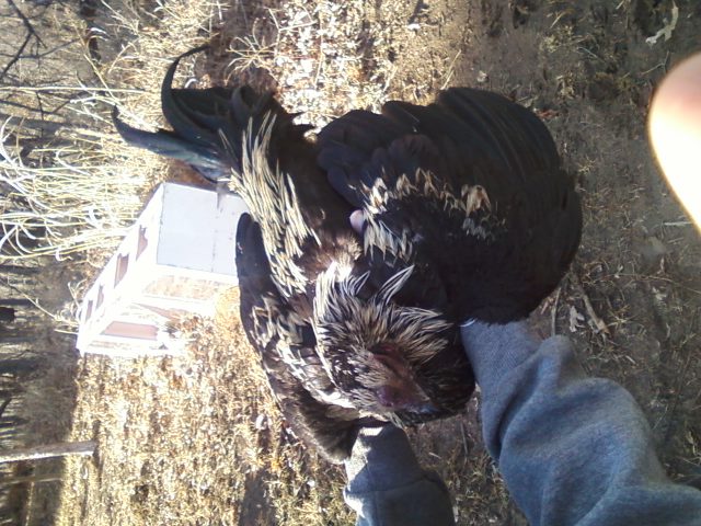 hmong rooster 7months