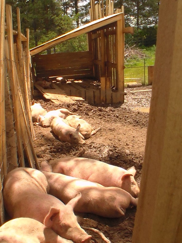 Hog pen 2