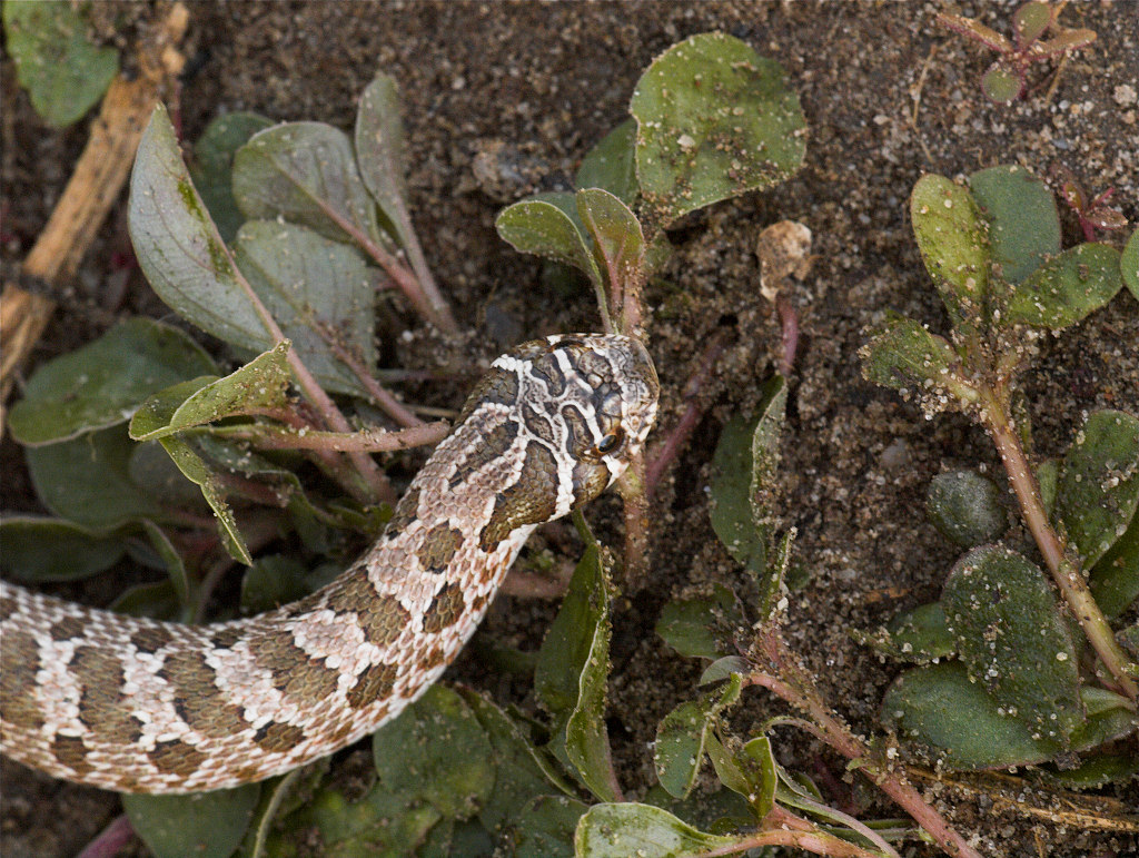 Hognose_snake_U6073995_06-07-2018-001