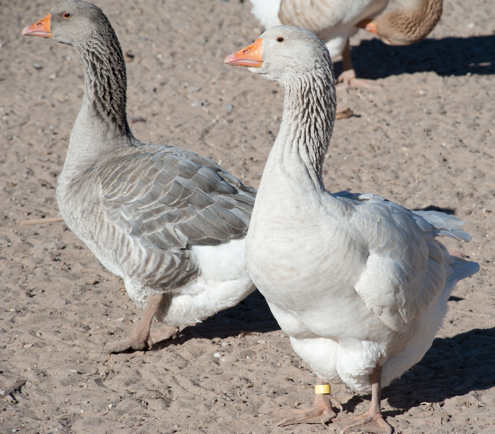 Holderread Blue and Silver