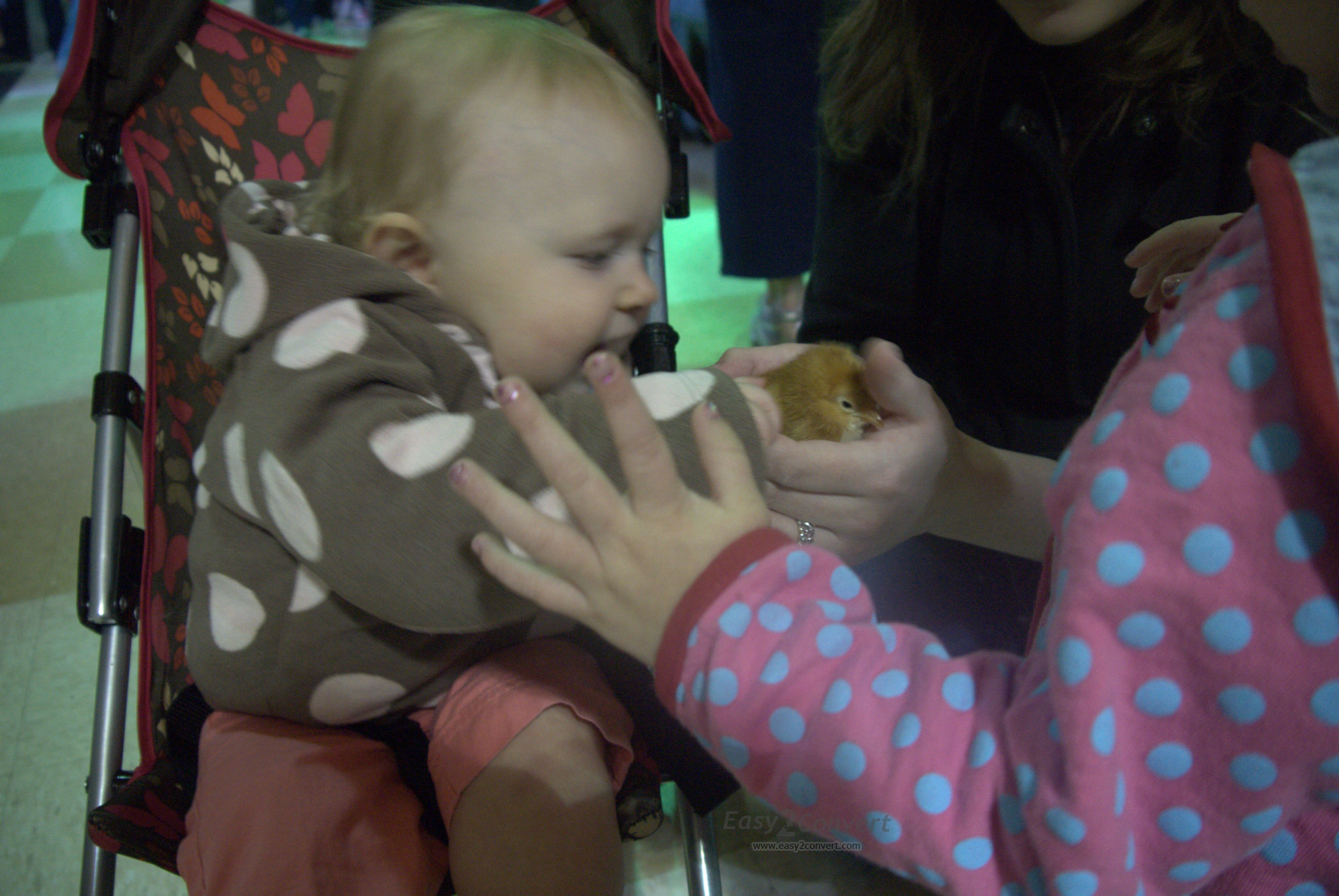 holding a chick