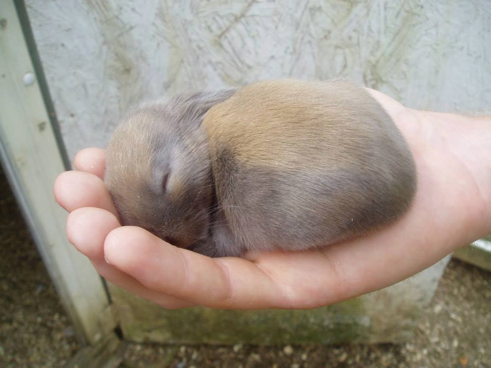 Holland Lop bunny