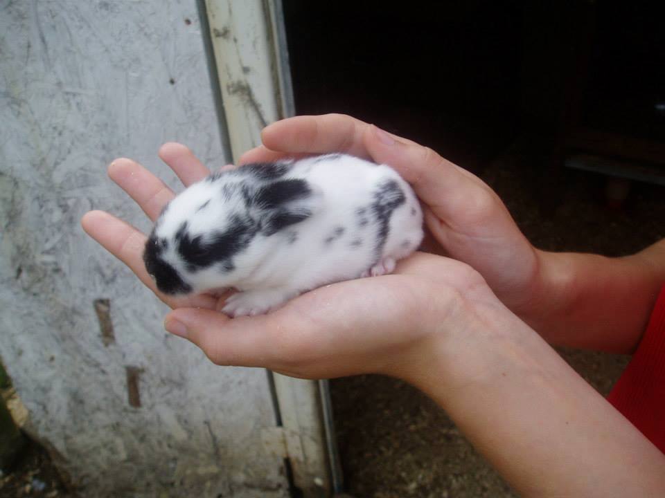 Holland Lop bunny