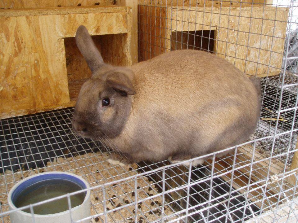 Holland Lop mix buck