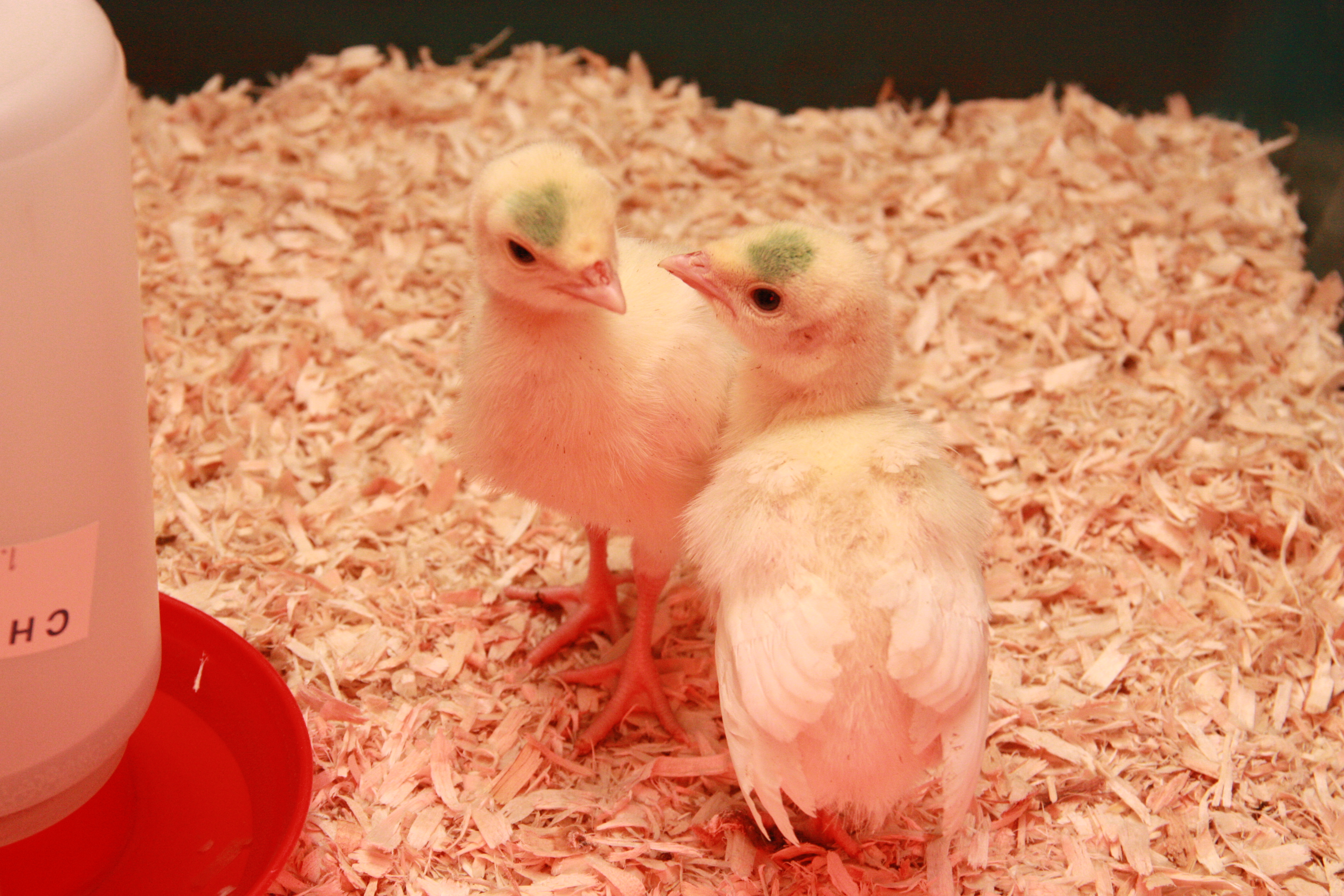 Holland White Turkey Chicks