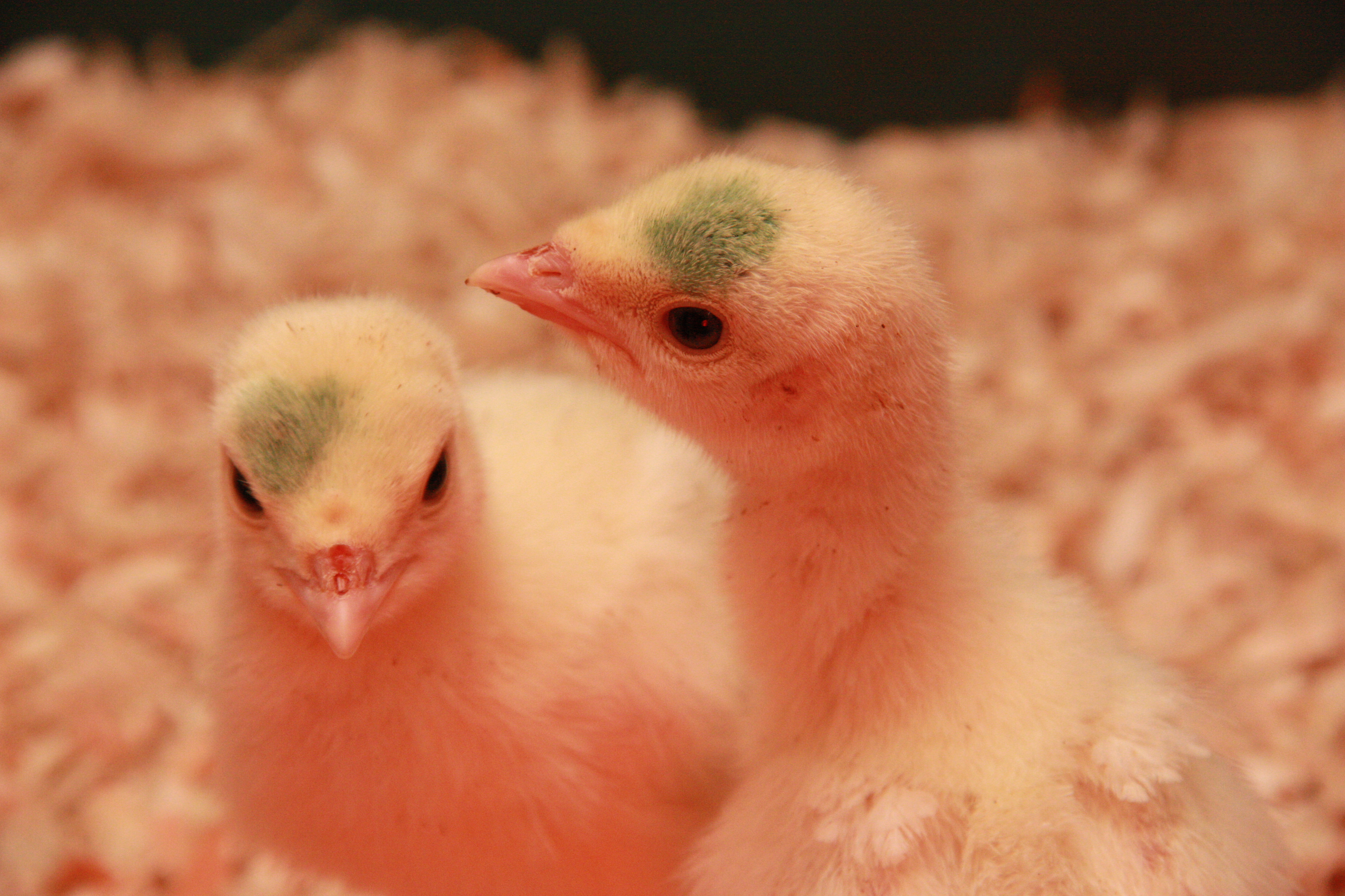 Holland White Turkey Chicks