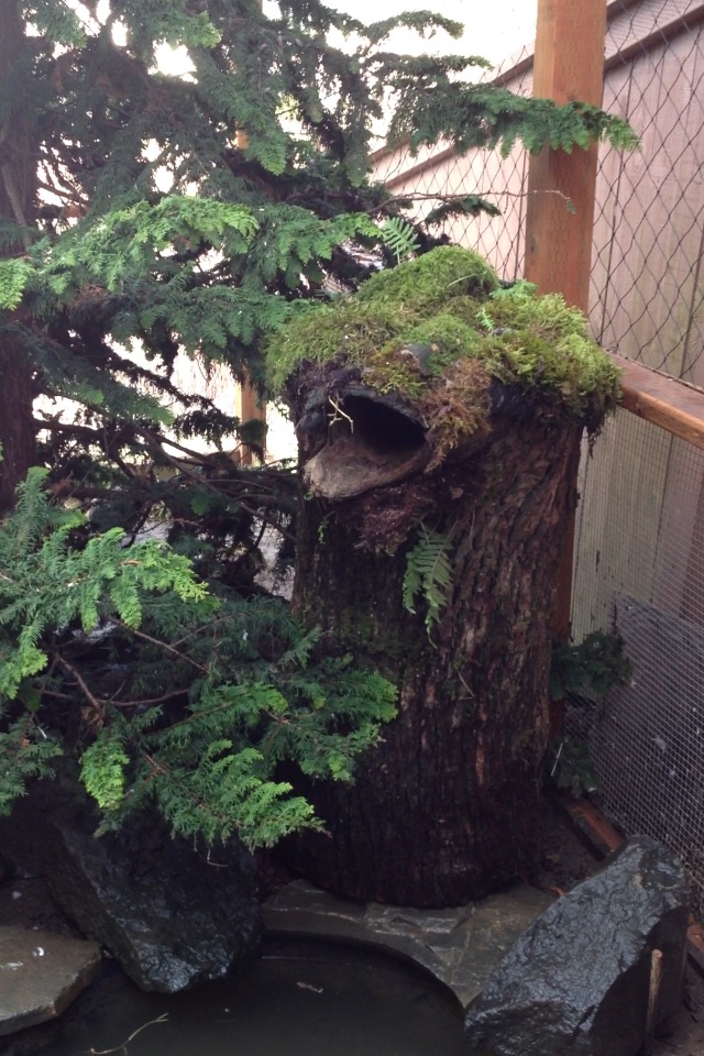 Hollowed out log nest.