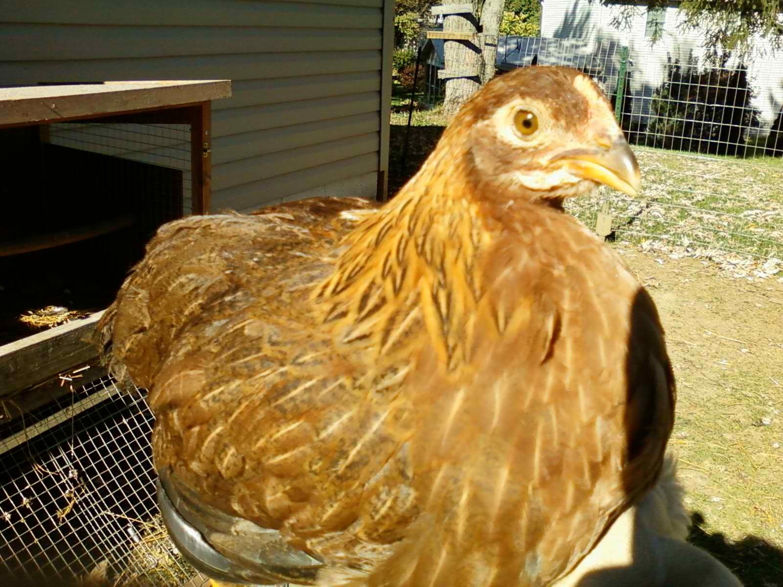 Holly, a Welsumer pullet, aged 31/2 months