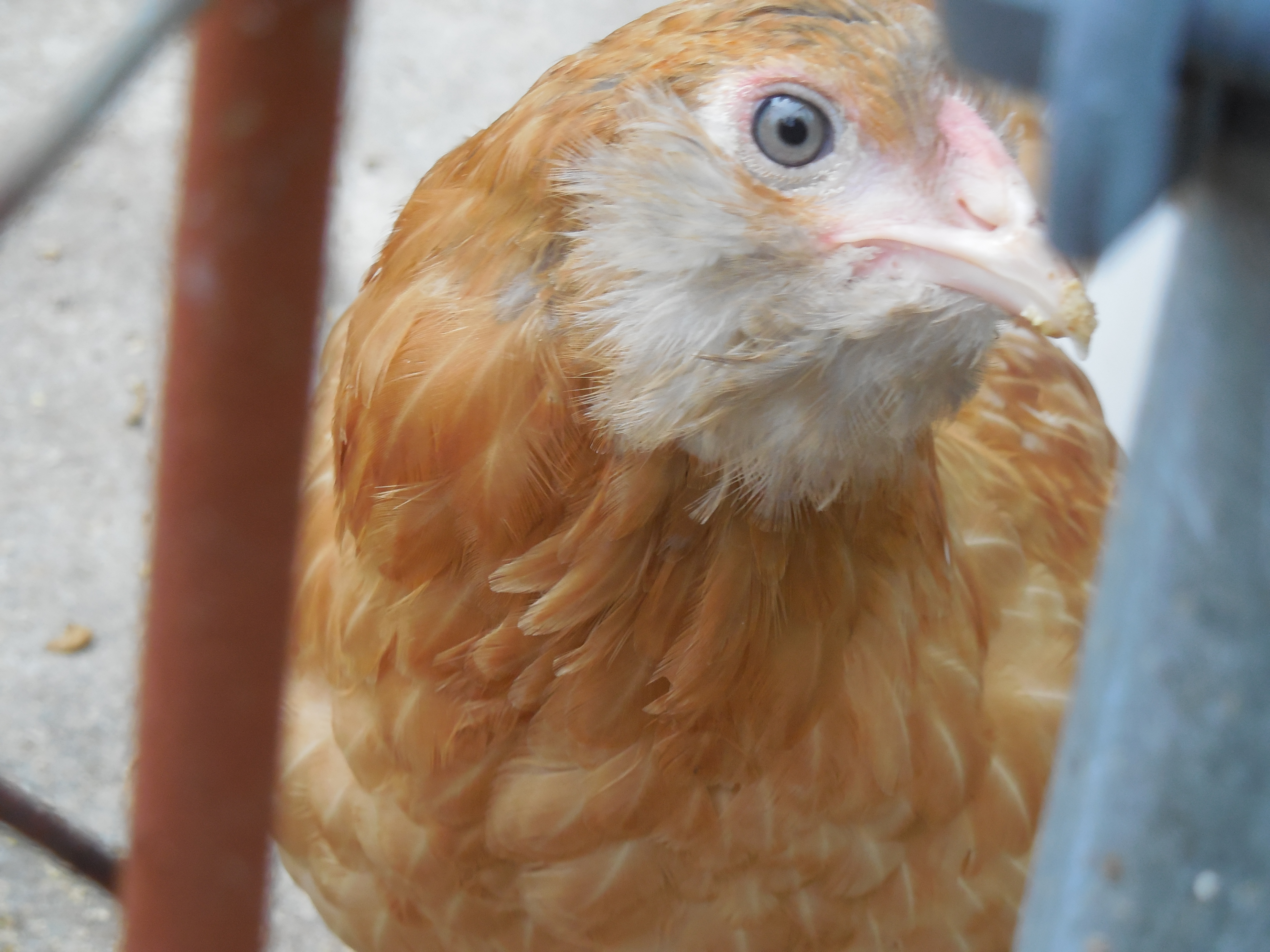 Holly blue wheaten Ameraucana