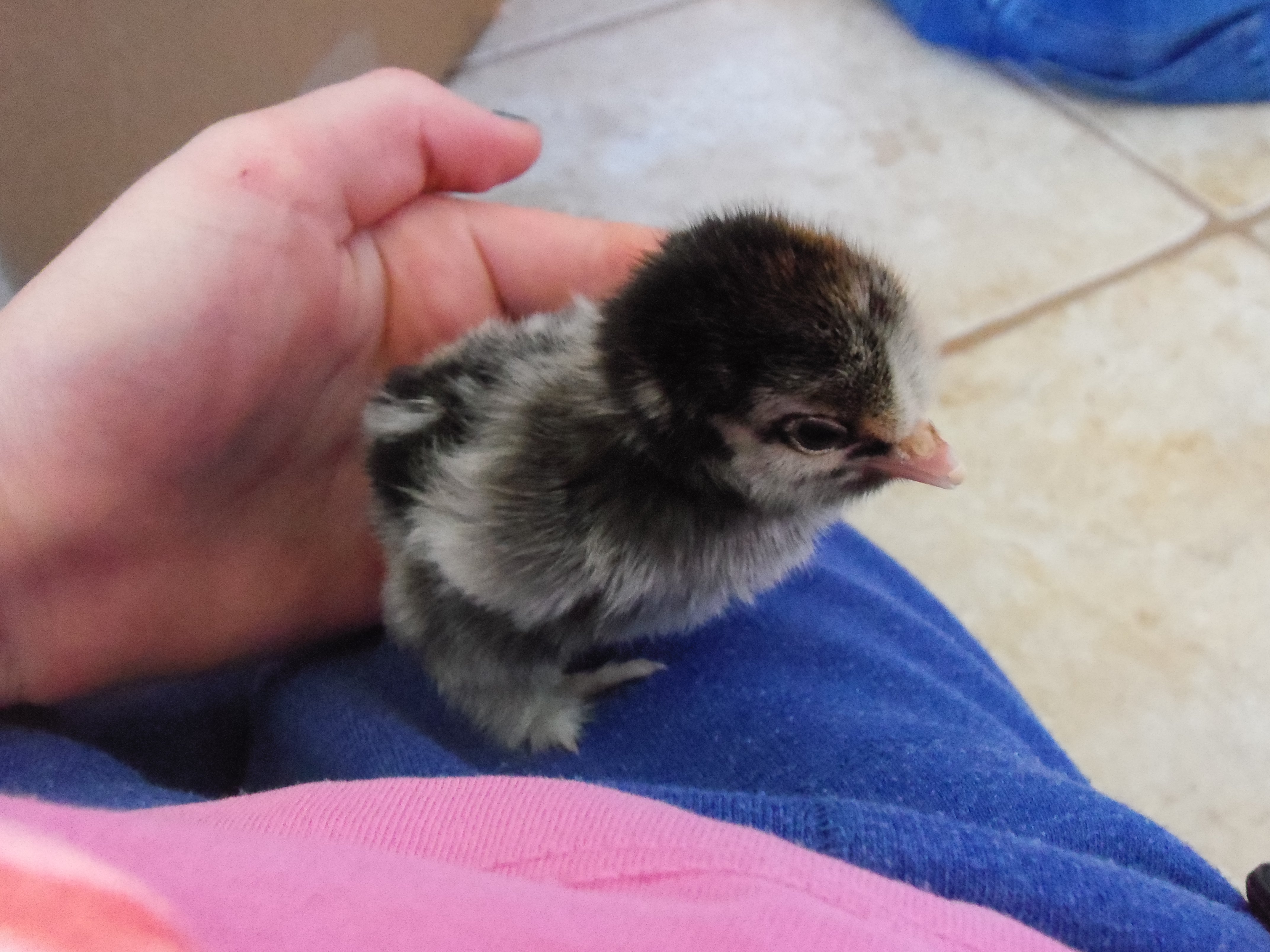 Holly R.I.P :*(