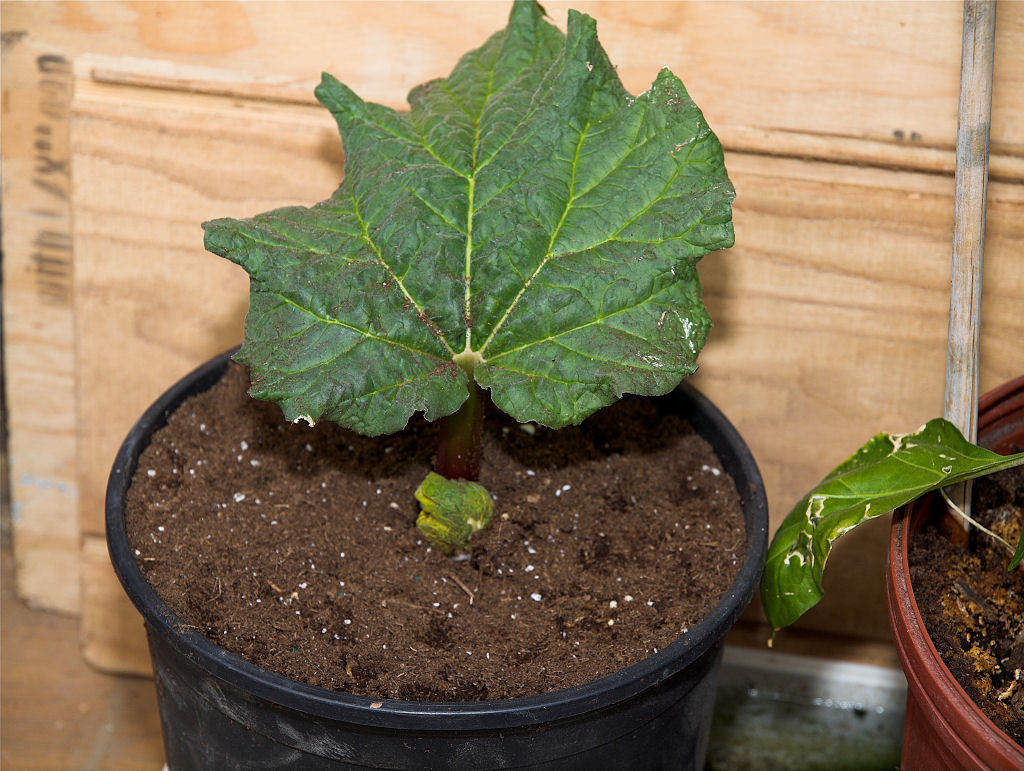 Holstein_rhubarb_X3100236_03-10-2020-001.jpg