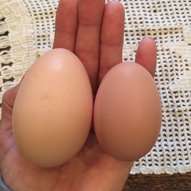 Holy Cow!  My BSL laid the BIGGEST egg I've ever seen!  It seriously had to hurt.  It's 3in long and 2 in wide!  Is this normal???
