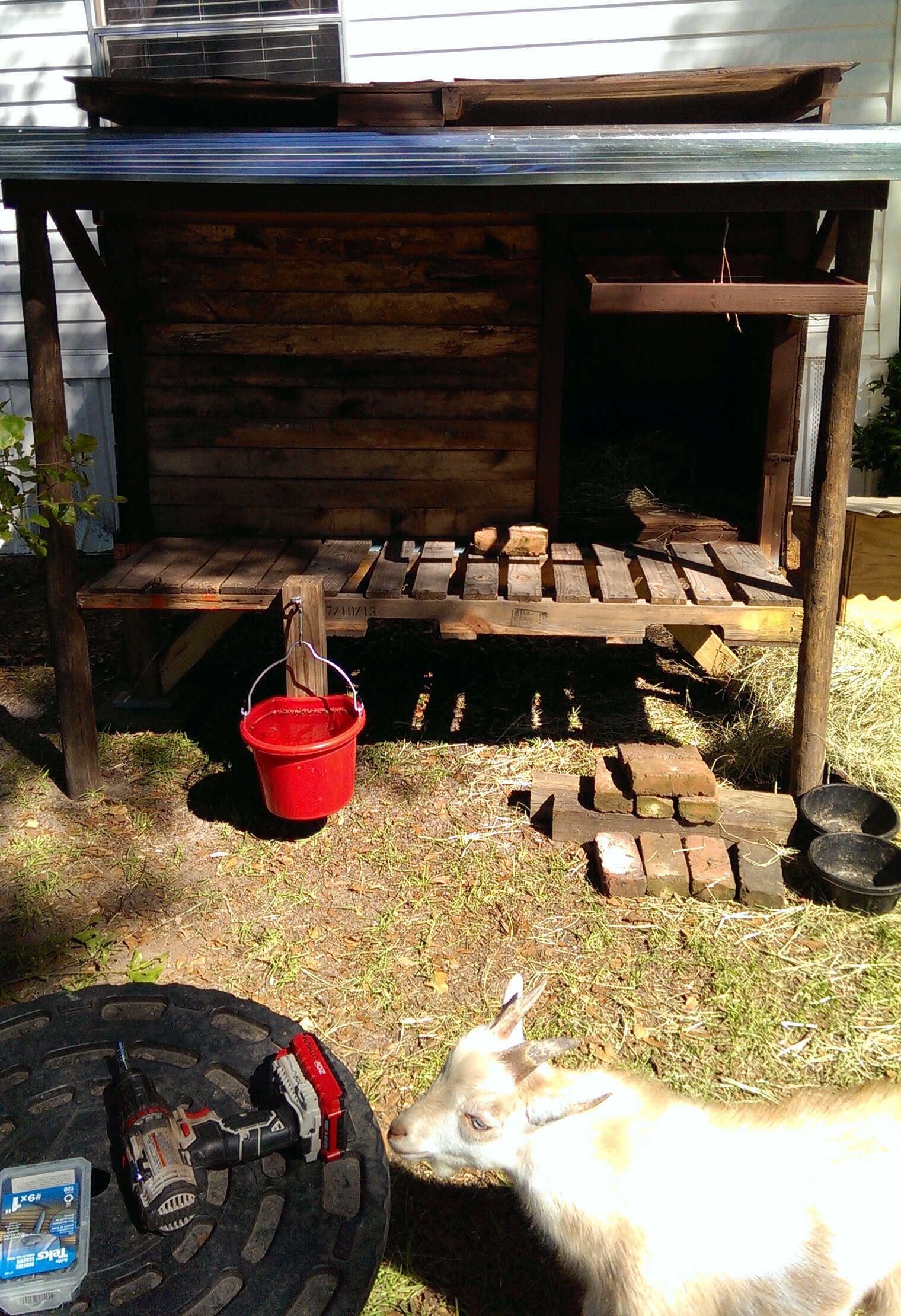 Home for our two Nigerian Dwarfs. Cookie and Playboy. That's Playboy at the bottom of the pic.