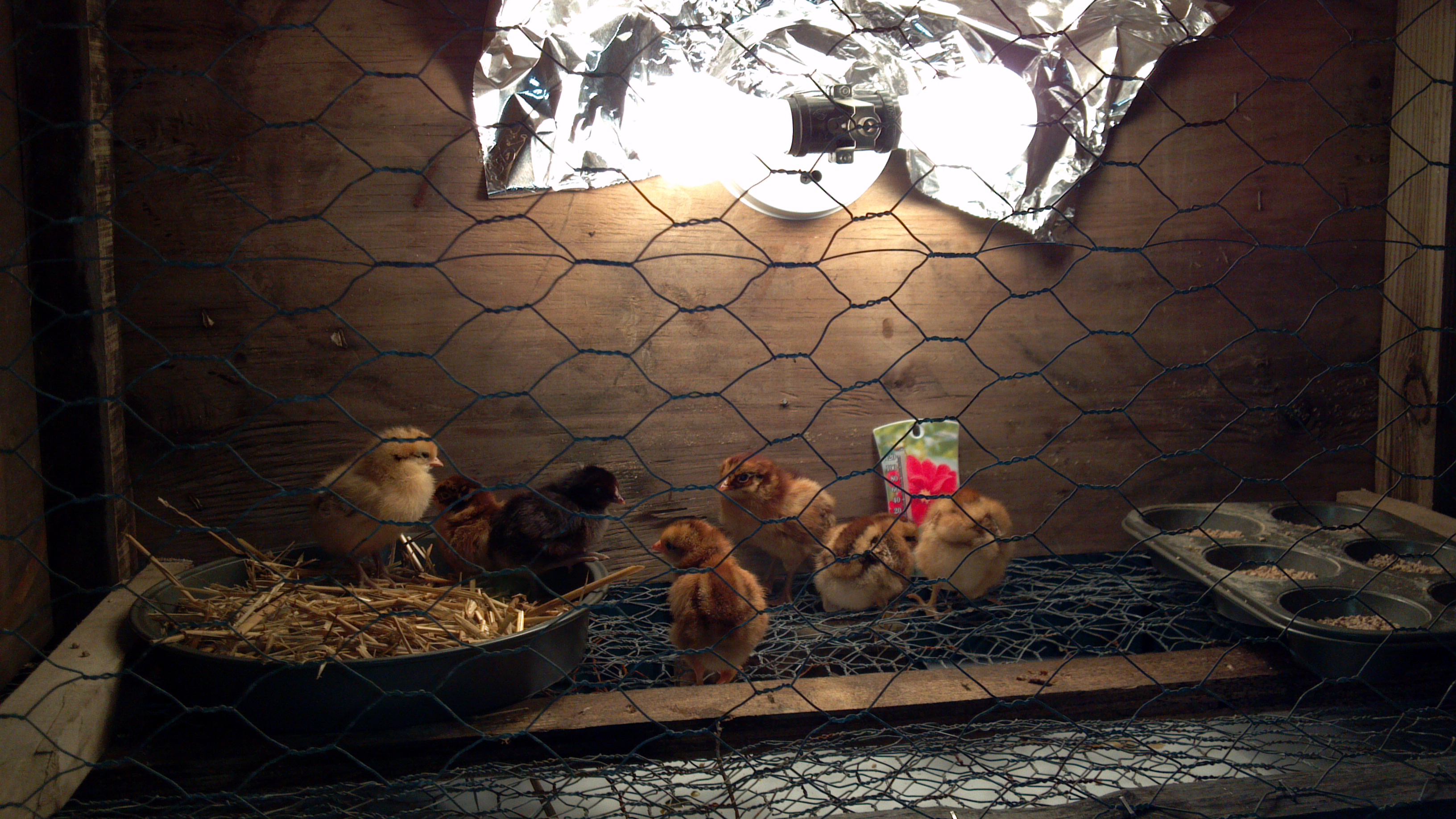 Home made chick brooder with my 7first rir mix chicks