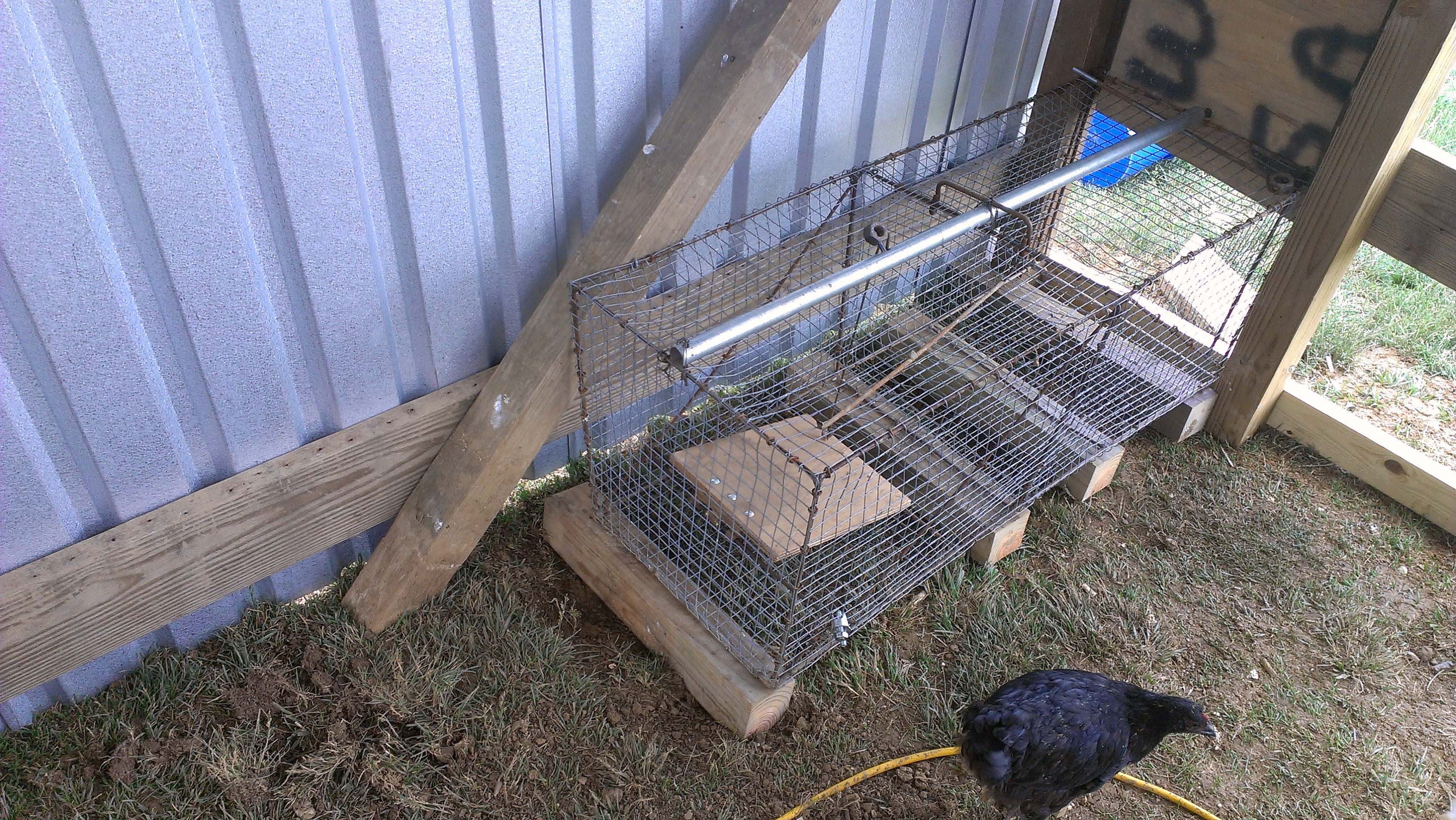 Homeland Security Built in.
spring loaded predator trap built right into coop .