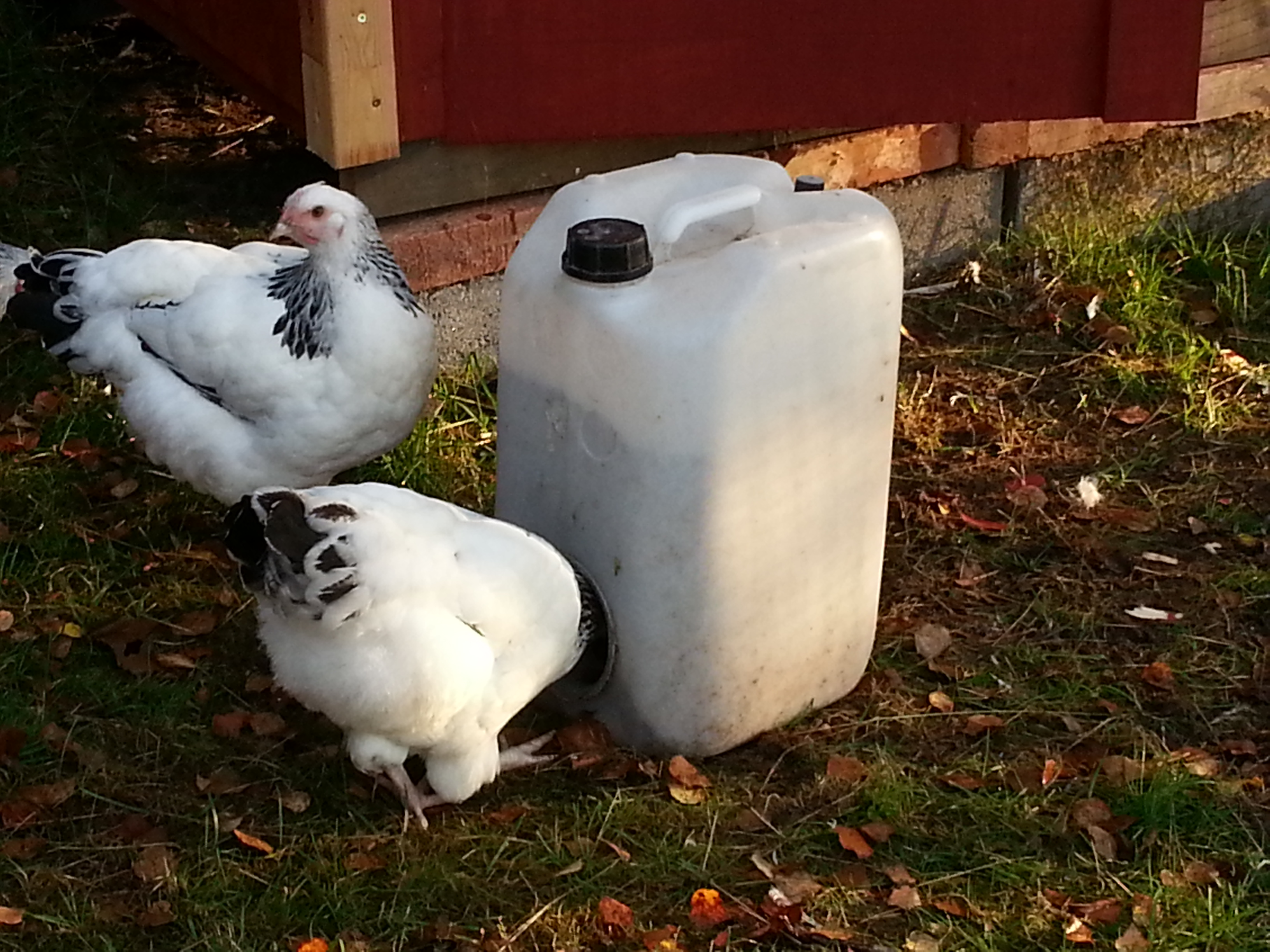 Homemade birdfeeder, contains 20l of feed.
