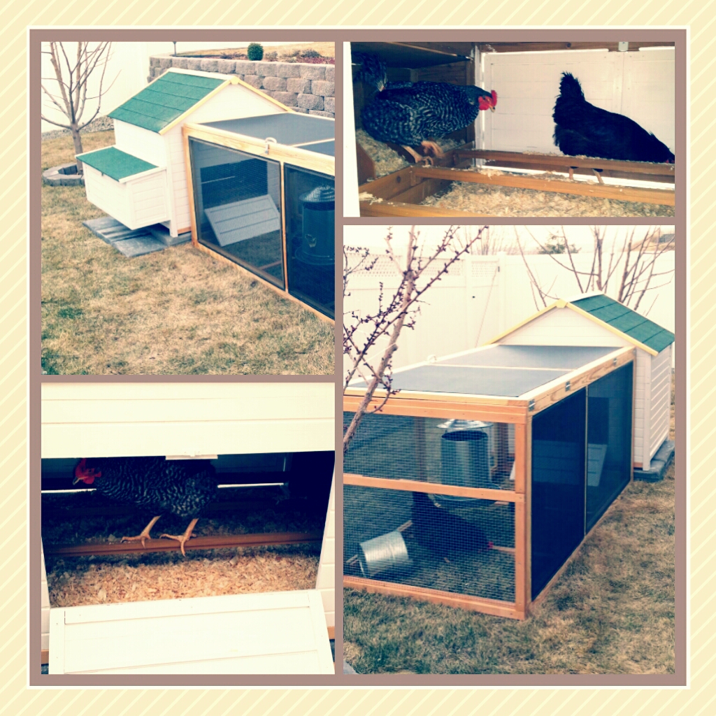 Homemade chicken coop and run