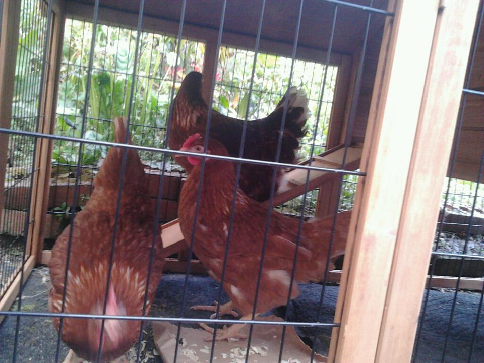 *
homing the chickens