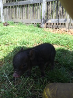 Honey 3 weeks old