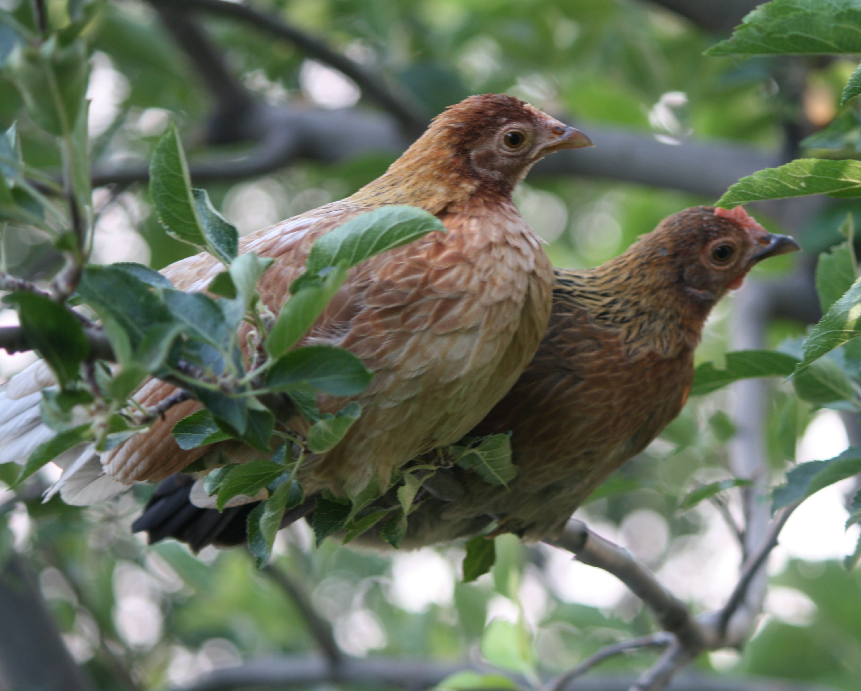 Honey and Fawn in the apple tree