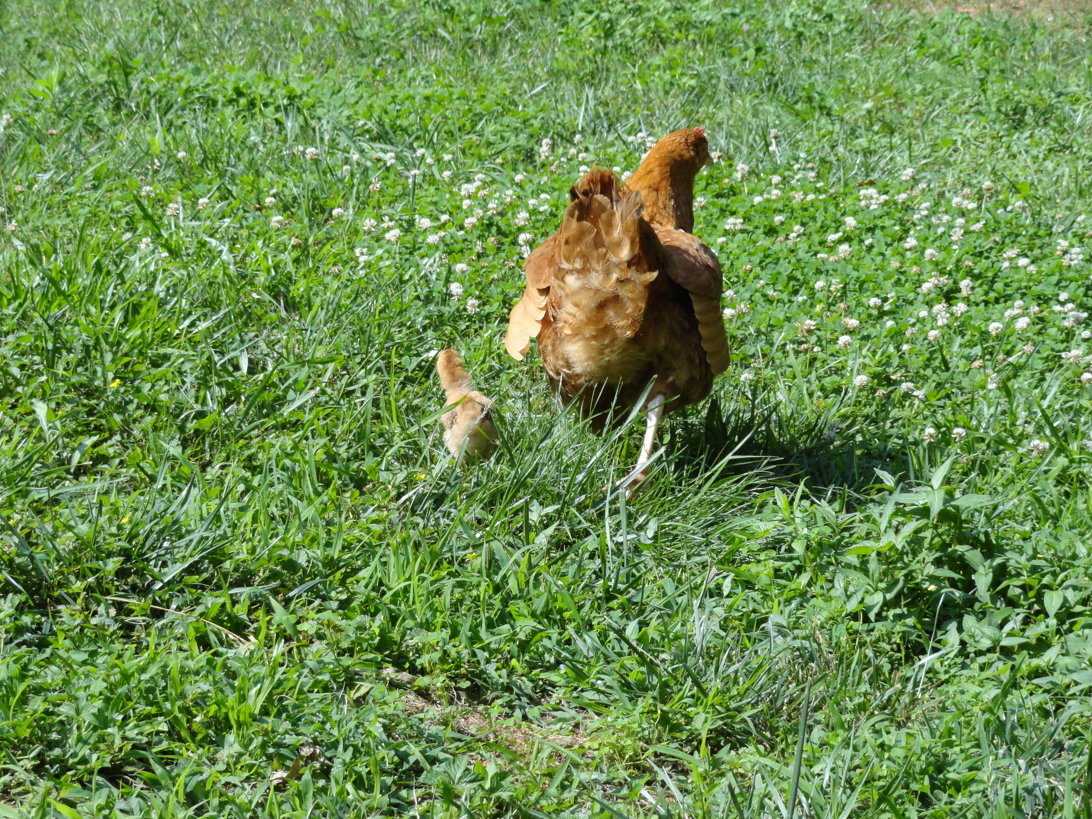 "Honey" and "Pepper" exploring the backyard.